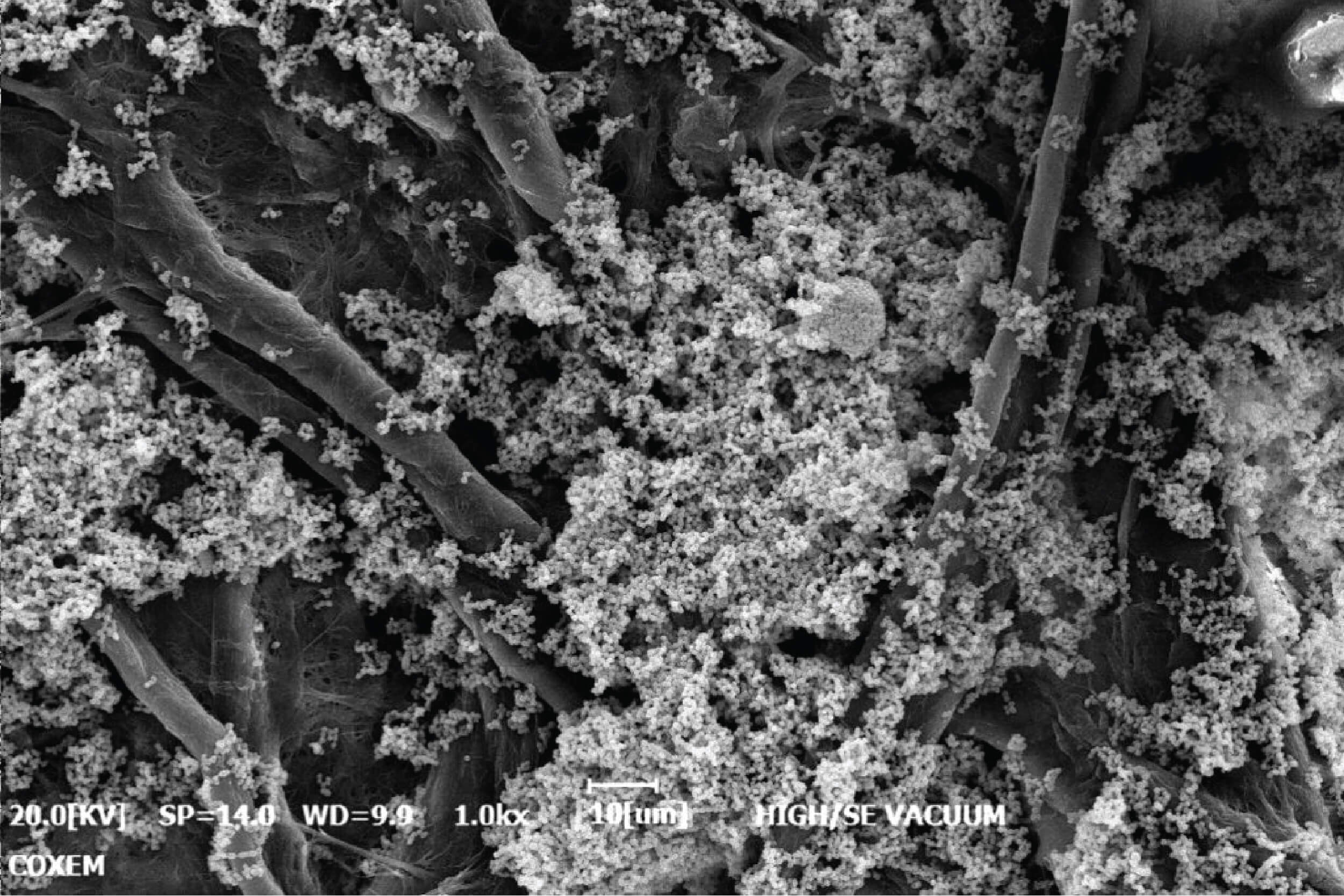 Table-top Scanning Electron Microscope (SEM EM-40)