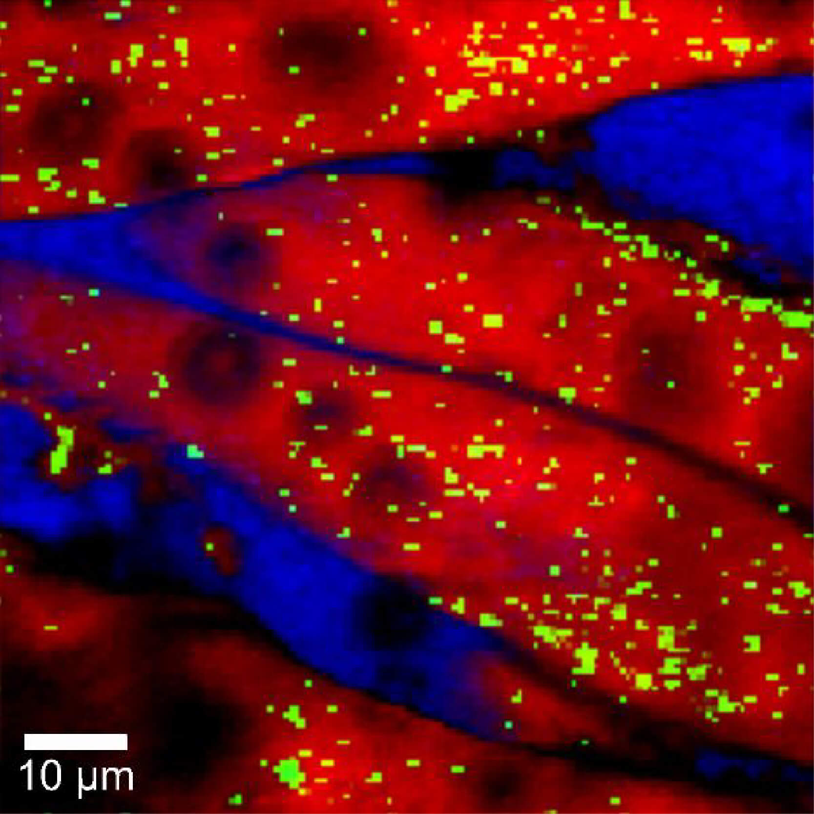 Raman Imaging Microscope